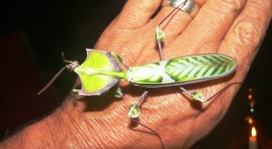 Devil's-praying-mantis-Idolomantis-diabolica-tanzania