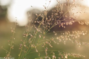 Guinea-Grass-(Panicum-maximum)
