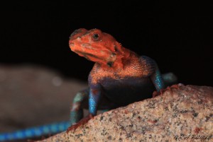 Mala-Agama-or-spider-man