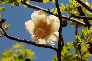 baobab flower
