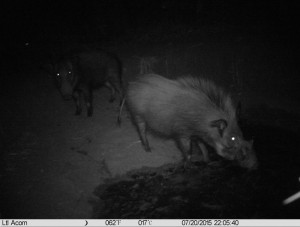 night-picture-bush-pig